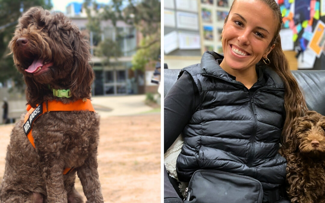 Meet Moose, Key College’s wellbeing dog